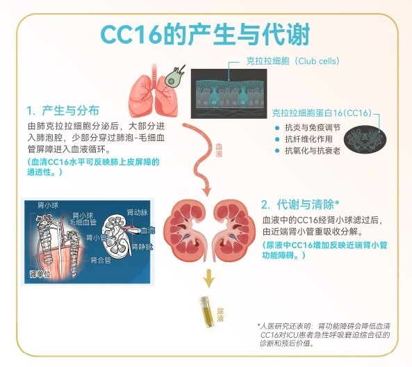 CC16与肾小管早期损伤示意图
